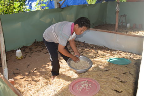 anh Linh đang cho rắn mối ăn