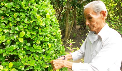 CCB Trần Phước Nghĩa chăm sóc cây cảnh trước sân nhà, góp phần giữ gìn môi trường xanh - sạch - đẹp để nâng chất tiêu chí ấp văn hóa.