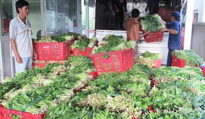 Cơ sở Mỹ Anh chuẩn bị giao ngò gai sản xuất theo quy trình an toàn cho các doanh nghiệp chế biến.