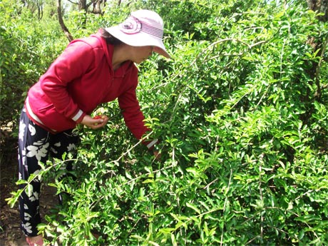 HTX sơ ri Gò Công khó khăn trong tiêu thụ dẫn đến người trồng sơ ri bán cho HTX cũng gặp khó.