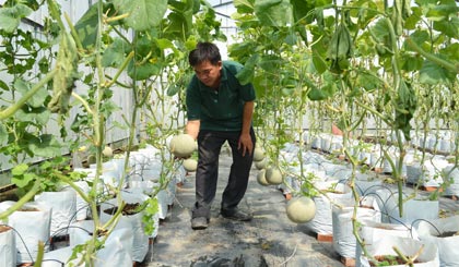 Mô hình trồng dưa lưới ở Trung tâm Kỹ thuật và Công nghệ Sinh học Tiền Giang.