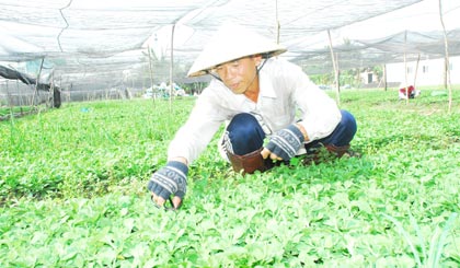 Ông Trương Văn Nhung chăm sóc cúc Hà Lan để chuẩn bị lên chậu.