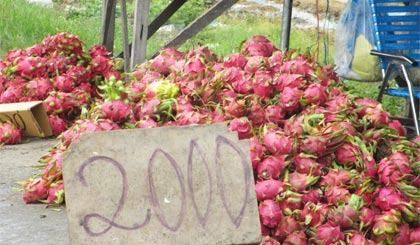 Thanh long bán trên Quốc lộ 50 (đoạn qua các xã Song Bình, Long Bình Điền, huyện Chợ Gạo) hiện chỉ có 2.000 đồng/kg.