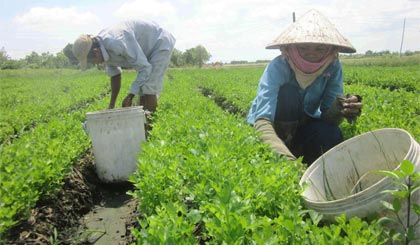 Sản xuất đã có bước phát triển nhưng giá cả còn bấp bênh, chất lượng chưa cao.