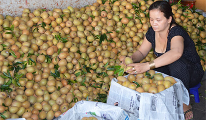 Trái cây là mặt hàng có thế mạnh xuất khẩu của tỉnh. Ảnh: Vân Anh