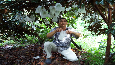 Anh Nguyễn Văn Chía đang bao trái vú sữa bơ hồng cơm vàng.