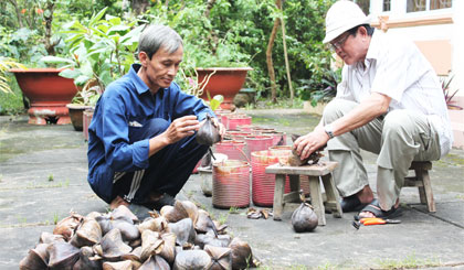 Thầy Phạm Văn Khanh, Phó Giám đốc Sở GD-ĐT tự tay ươm những trái bàng vuông mang về từ huyện đảo Trường Sa để trao tặng các trường học.