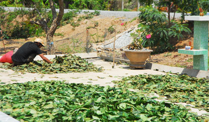 Thương lái Toại đang phơi lá mãng cầu xiêm.