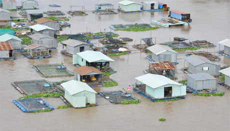 Xâm nhập mặn sẽ ảnh hưởng đến các hộ dân nuôi cá bè trên sông Tiền.