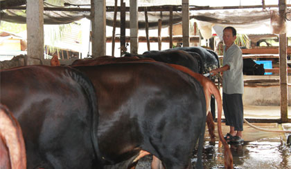 Ông Ân đang chăm sóc đàn bò.