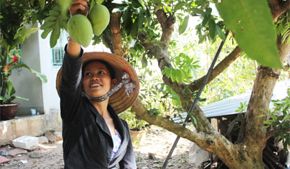 Chị Kim Bắc đang chăm sóc vườn xoài của gia đình.