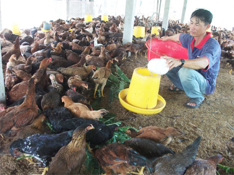 Chăn nuôi gia cầm bằng đệm lót sinh học ở HTX Chăn nuôi Thủy sản Gò Công.