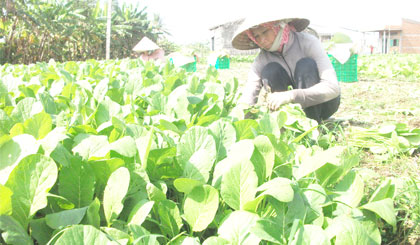 Thu hoạch rau ở HTX Rau an toàn Gò Công.
