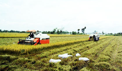 Trình diễn máy gặt đập liên hợp.