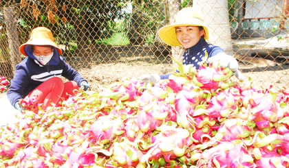 Thương lái tuyển chọn thanh long.