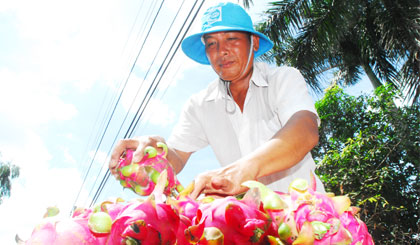 Nông dân chất thanh long vào giỏ để chở đi các chợ bán.