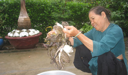 Ếch đầu mùa mưa thịt rất ngon