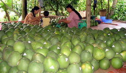 Dán nhãn bưởi lông Cổ Cò xuất khẩu.