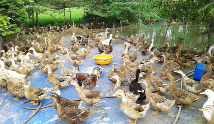 Đàn vịt đẻ 10 tháng tuổi của ông Võ Thanh Long.