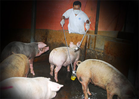 Anh Võ Khải Huyền, nhân viên kỹ thuật của Chi cục Thú y Tiền Giang lấy mẫu nước tiểu heo tại huyện Chợ Gạo.