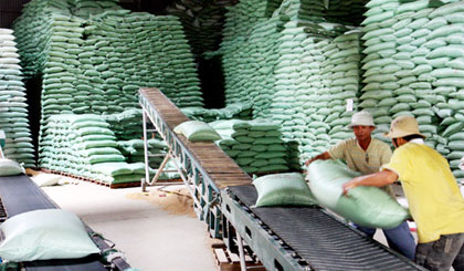 Các doanh nghiệp đẩy mạnh thu mua gạo hàng hóa phục vụ xuất khẩu.