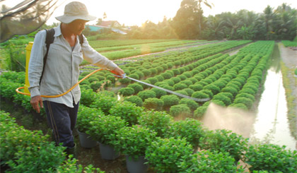 Ngày nào, ông Nguyễn Văn Nuôi cũng phun thuốc trừ sâu bệnh.
