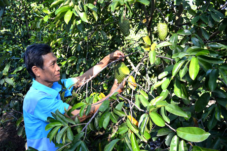 Mãng cầu Xiêm đang là cây giúp nông dân thoát nghèo, vươn lên khá, giàu ở xã Tân Phú.