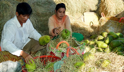 Một điểm thu mua mãng cầu Xiêm ở xã Tân Phú.
