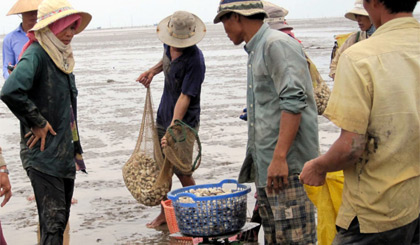 Nghề nuôi nghêu đang đối diện với nhiều khó khăn, ảnh hưởng đến sự phát triển bền vững (Ảnh chụp thu hoạch nghêu ở xã Tân Thành, huyện Gò Công Đông).