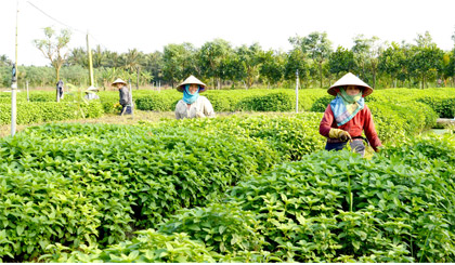 Xã Tam Hiệp được định hướng phát triển cây rau màu an toàn.