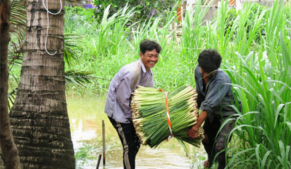Người dân phấn khởi do giá sả tăng cao.