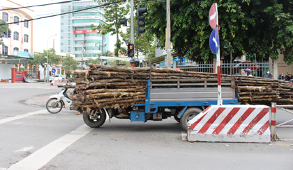 Xe ba gác chở cừ tràm cồng kềnh tại ngã 3 đường Thủ Khoa Huân - Nam Kỳ Khởi Nghĩa (TP. Mỹ Tho).