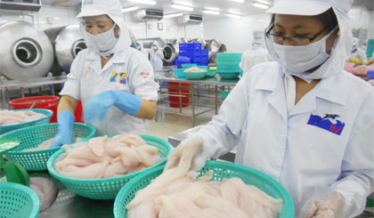 Chế biến cá tra xuất xuất khẩu tại