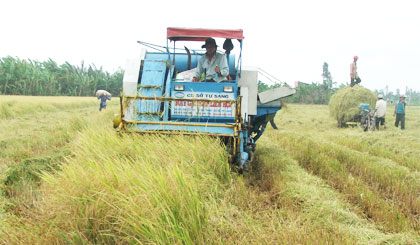 Thu hoạch lúa ở huyện Gò Công Tây.