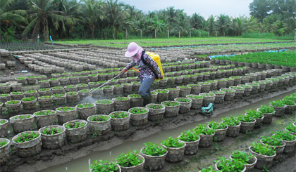 Mưa đi qua, người trồng hoa phun thuốc ngừa bệnh cháy lá.