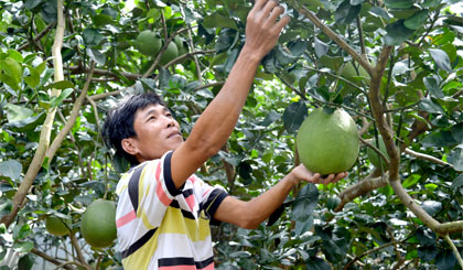 Những trái bưởi da xanh ở vùng ven TP. Mỹ Tho đang “chuẩn bị” cho tết.