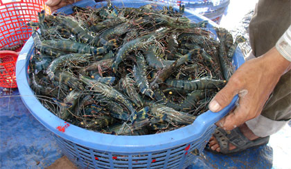 Do tôm nghịch vụ sản lượng ít trong khi nhu cầu tăng nên giá tôm tăng mạnh (Ảnh chụp ở xã Phú Tân, huyện Tân Phú Đông).