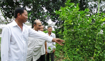 Đảng viên Chi bộ ấp Hiệp Phú (xã Hiệp Đức) tham quan và trao đổi kinh nghiệm sản xuất để nâng cao hiệu quả kinh tế vườn chuyên canh.