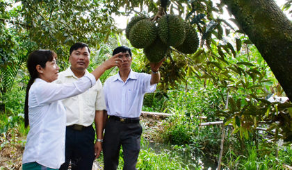 Nhờ áp dụng khoa học - kỹ thuật, phòng bệnh hiệu quả, cây sầu riêng đang cho năng suất cao, giúp tăng thu nhập cho nhiều hộ dân trên địa bàn xã Long Tiên